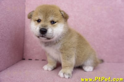 09/10赤色柴犬母幼犬5