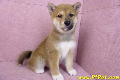 11/08赤色柴犬母幼犬(屏東九如)5