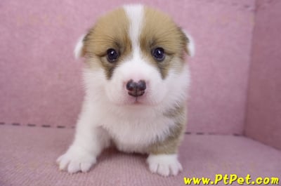 03/14雙色柯基犬公幼犬1