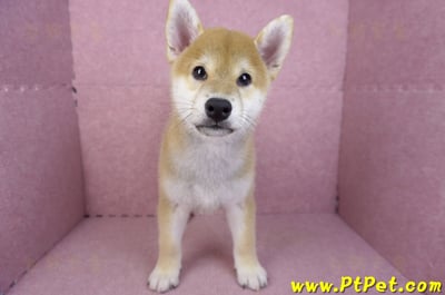 07/11赤色柴犬公幼犬1