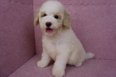 07/10迷你型花貴賓公幼犬(奶油花)(屏東東港)9