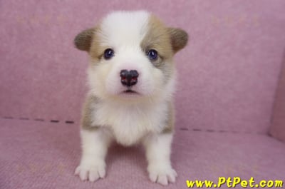 04/16雙色柯基犬公幼犬2