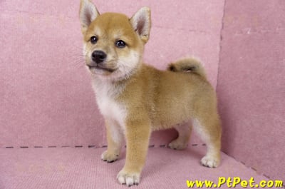 06/09赤色柴犬公幼犬1號(桃園)8