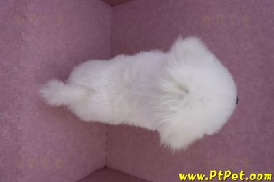 07/22比熊犬公幼犬2號(高雄楠梓)14