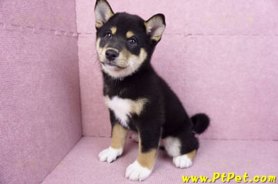 11/08黑色柴犬公幼犬(桃園蘆竹)10