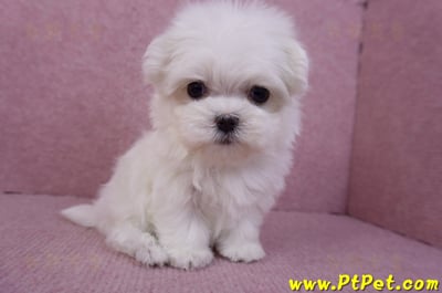 11/20馬爾濟斯母幼犬7