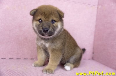 11/19赤色柴犬母幼犬(新北五股)4