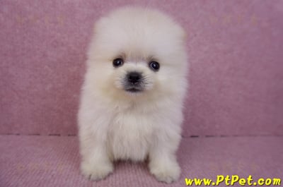 07/23迷你型松鼠白博美公幼犬(新竹香山)4