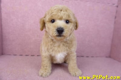 01/20泰迪比熊公幼犬(屏東內埔)4