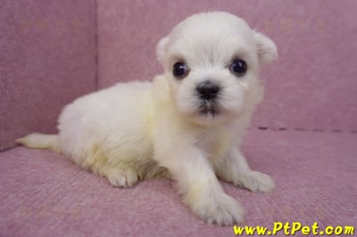 03/20馬爾濟斯母幼犬2號2