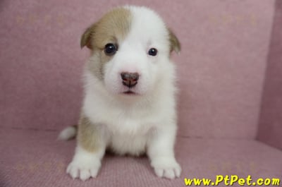 04/14雙色柯基犬母幼犬3號(屏東里港)1