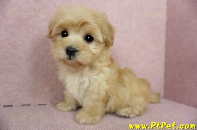 2/14奶油色馬爾泰迪 II 母幼犬(台中北屯)9