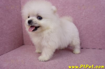 07/23迷你型松鼠白博美公幼犬(新竹香山)11