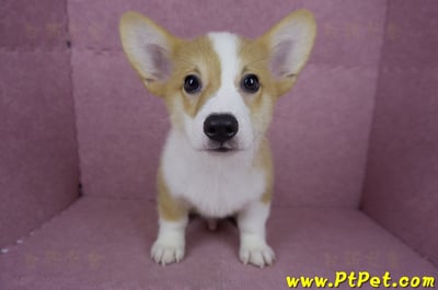 04/13雙色柯基犬公幼犬(台北士林)1