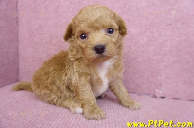 08/12泰迪比熊母幼犬4號(台北松山)4