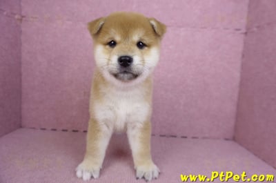 01/16赤色柴犬母幼犬1