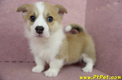 04/28雙色柯基犬母幼犬(高雄前鎮)8