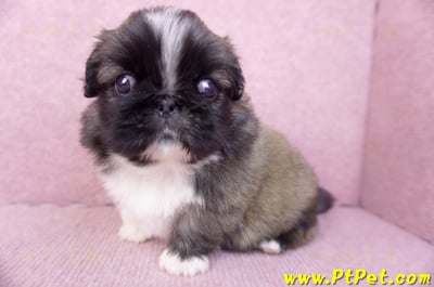 12/17棕色北京狗公幼犬(高雄左營)5