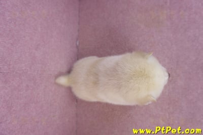 02/06白色柴犬公幼犬8