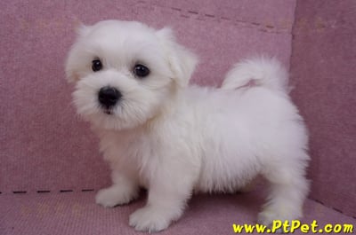 07/26迷你型馬爾濟斯 I 公幼犬(台中東區)9