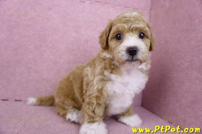 09/12泰迪比熊母幼犬1號(嘉義市)4