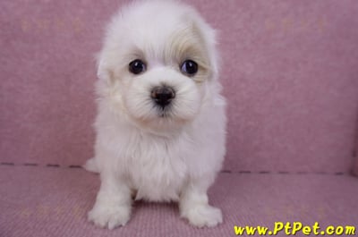 09/27馬爾泰迪公幼犬(新北三重)4