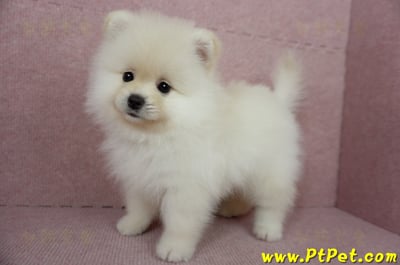 12/15迷你型松鼠白博美公幼犬(台東市)15