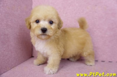 08/12泰迪比熊母幼犬(高雄鼓山)8