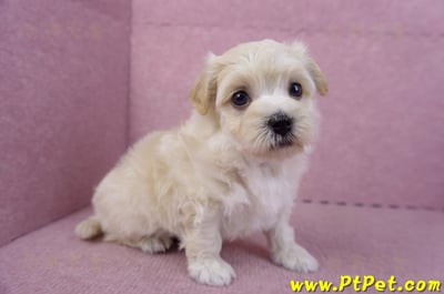 11/06馬爾泰迪公幼犬(屏東市)3