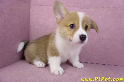 10/10雙色柯基犬母幼犬1號(宜蘭市)8