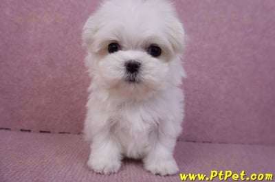 11/20馬爾濟斯母幼犬2