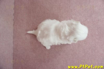 03/14白色馬爾泰迪母幼犬(屏東長治)7