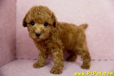 04/15玩具型紅貴賓母幼犬1號(台中大雅)10