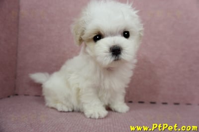 04/11紅白花馬爾泰迪母幼犬(桃園平鎮)6