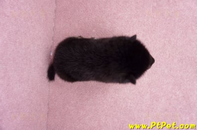 07/05黑色柴犬公幼犬2號(高雄岡山)6