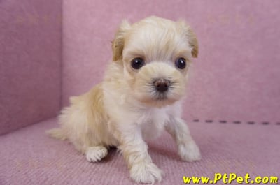 11/02馬爾泰迪 II 公幼犬2號(偏小)(台北信義)4