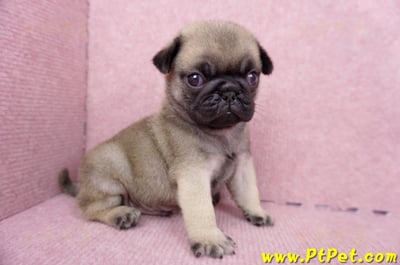 07/09巴哥公幼犬1號(台南關廟)4