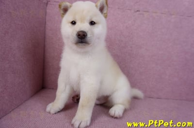 11/19白色柴犬公幼犬(高雄鳳山)10