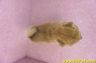 02/06赤色柴犬母幼犬1號(屏東潮州)11