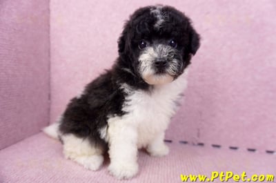 07/10迷你型花貴賓母幼犬2號(台南中西)6