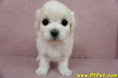 01/10奶白色馬爾泰迪母幼犬2號(屏東佳冬)2