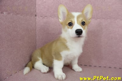 04/14雙色柯基犬母幼犬(台中沙鹿)1