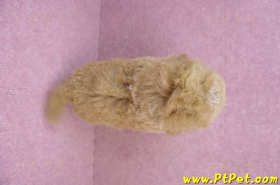 08/12泰迪比熊母幼犬2號(桃園龜山)12