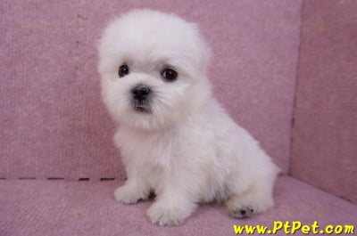 07/26迷你型馬爾濟斯 II 公幼犬1號(台北松山)9