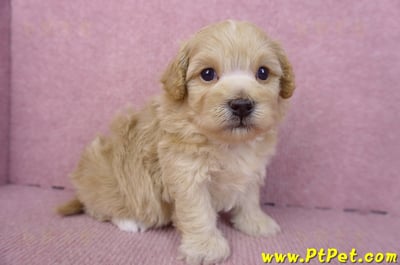 01/11馬爾泰迪公幼犬2號3