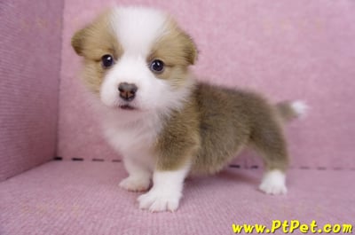07/09雙色柯基犬母幼犬10