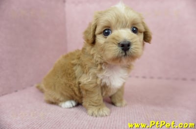 05/05奶油色馬爾泰迪母幼犬2號(高雄楠梓)5