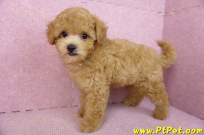 02/11奶油貴賓公幼犬9