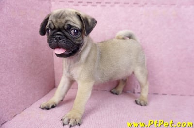 07/09巴哥公幼犬(台北文山)11