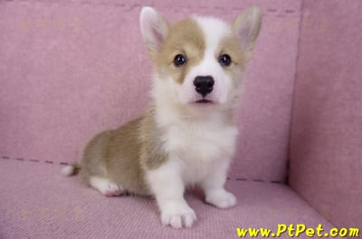 10/13雙色柯基犬公幼犬2號(台中南屯)6